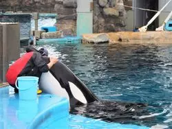 【名古屋】シャチに会える水族館♡マイワシのトルネードも必見！！