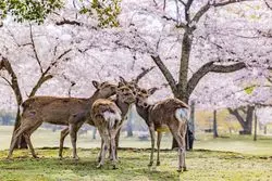 【2025年】奈良の桜の名所13選！春の絶景を楽しめるスポットを厳選