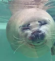 【アザラシ好き必見！？】間近で会えて癒される♪兵庫の水族園へ行こう