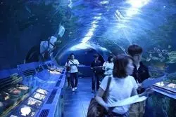 しながわ水族館が閉館後リアル謎解きゲームに大変身♡