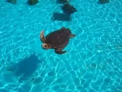 1度は行きたい水族館♪「沖縄美ら海水族館」