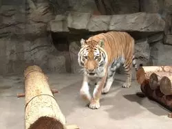【札幌で遊ぼう】意外と穴場？地元で人気の円山動物園
