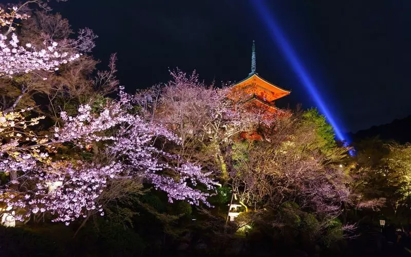 春には「夜の特別拝観」！京都のおすすめライトアップ 1枚目