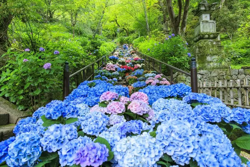2. 長谷寺｜1年を通して「花の寺」と親しまれる寺 2枚目