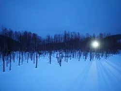【冬の北海道旅行】札幌から少し足を伸ばして日帰り美瑛絶景巡り！
