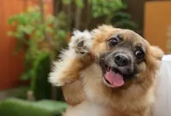 【愛犬と一緒に泊まれる旅館】鴨川の「ご・遊庭」で思い出に残る"わん旅"を♡