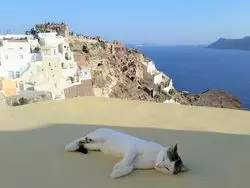 【サントリーニ島・ミコノス島】可愛い猫ちゃん達を探す旅へ♪