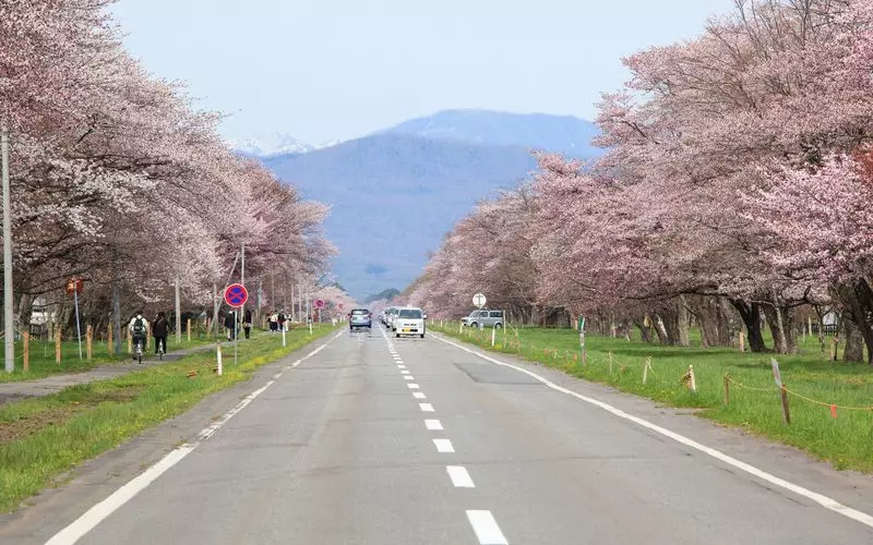 2. 二十間道路桜並木|2,000本を超える華やかなエゾヤマザクラを満喫 1枚目