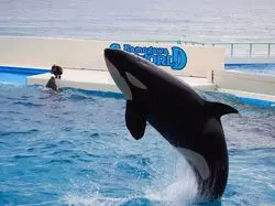 シャチに会える鴨川シーワールド♪千葉で沢山楽しむ方法をご紹介！