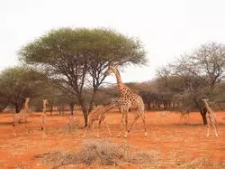 【南アフリカのススメ】サファリって、実際どんなところなの！？
