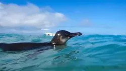 可愛い海の生き物と泳ぐ！楽園「ガラパゴス諸島」
