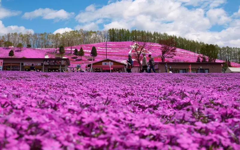 4. ひがしもこと芝桜公園|一面ピンクの芝桜に感動! 2枚目