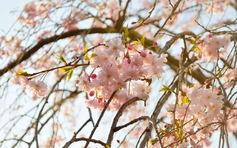 北海道の観光は5月がおすすめ!桜からグルメまで初夏の旅を満喫しよう 1枚目