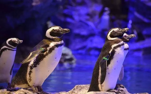 すみだ水族館の癒しのペンギン達♡55羽もいるんです！ | aumo