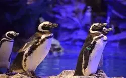 すみだ水族館の癒しのペンギン達♡55羽もいるんです！