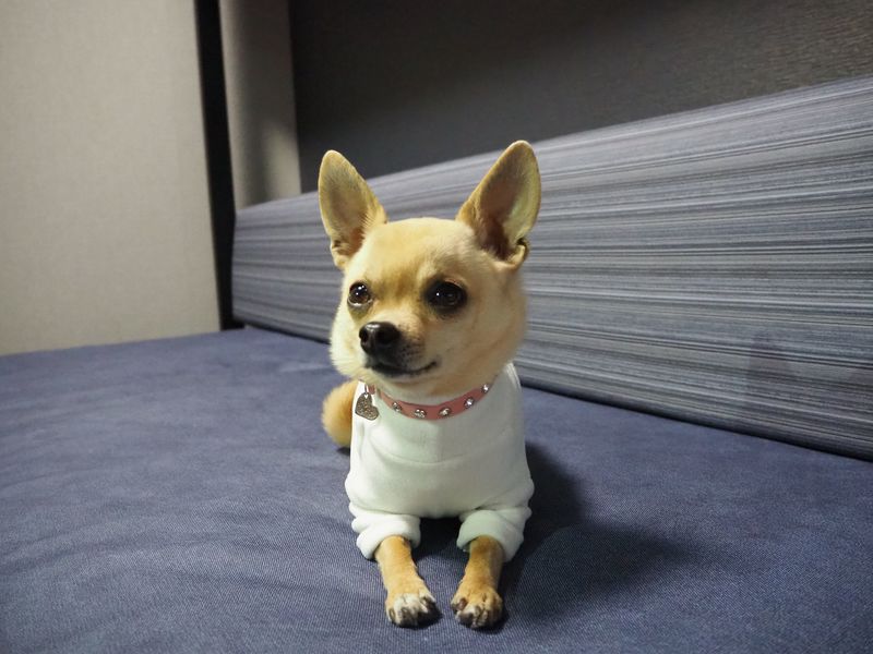 東京 京都に犬と泊まれるホテル誕生 ペット連れ旅がリーズナブル 快適に Aumo アウモ