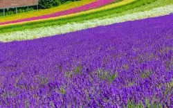 【1分で巡る絶景】絵に描いたかのよう。紫の絨毯に目を奪われる夏の幕開け