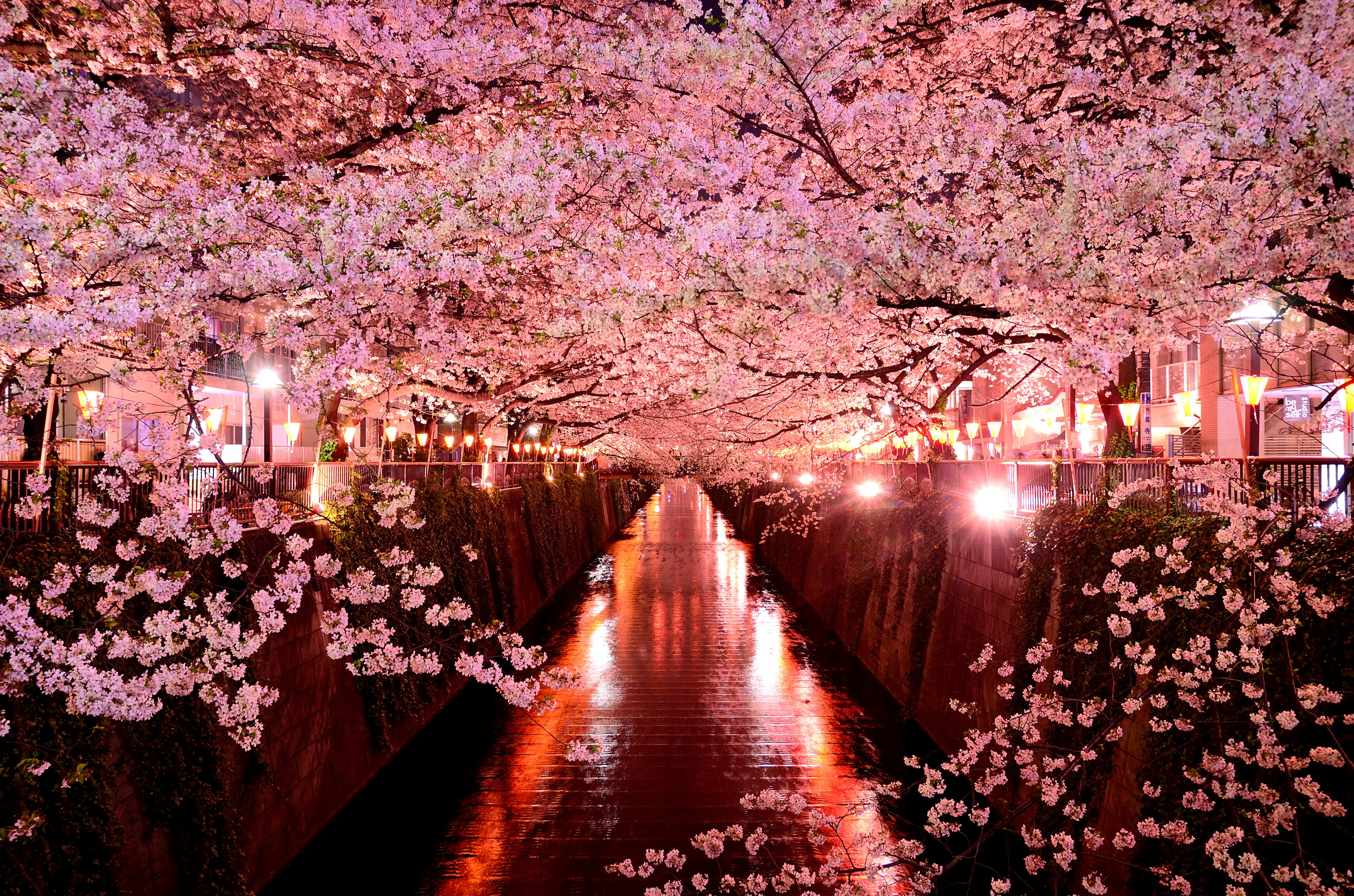 【2025】目黒川で花見を楽しもう！昼も夜も楽しめる中目黒