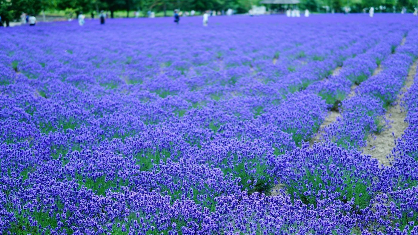 北海道を観光しよう！8月におすすめ10スポットをご紹介の画像