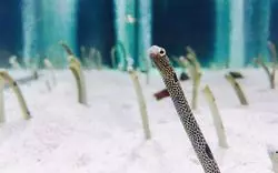 【2019年版】すみだ水族館のイベント紹介！チンアナゴの食事も♪