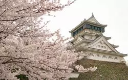 【2024】福岡の桜の名所！お花見スポットや開花＆満開時期も徹底解説