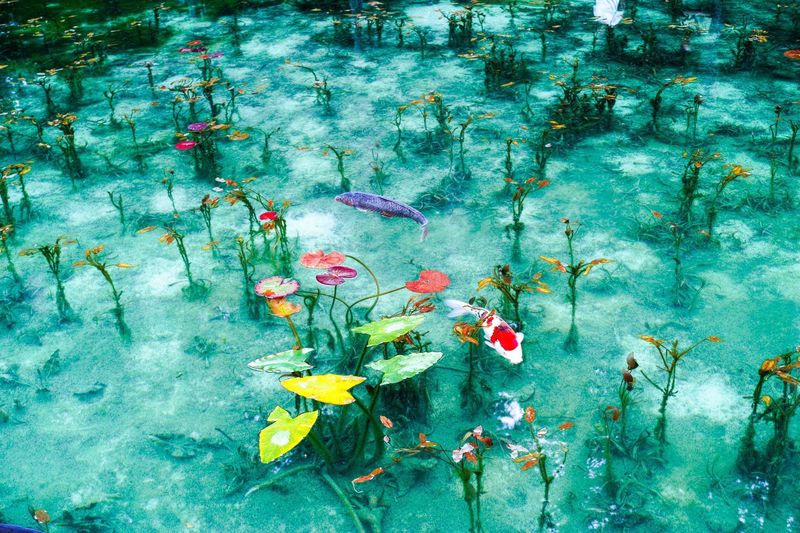1分で巡る絶景】誰もを引き込む魅惑の池へ。そこはまるで絵画の