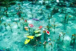 【1分で巡る絶景】誰もを引き込む魅惑の池へ。そこはまるで絵画の世界「モネの池」