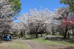 美しい桜を楽しむ！『ホテルメトロポリタン川崎』から気軽に行けるお花見スポット5選を紹介