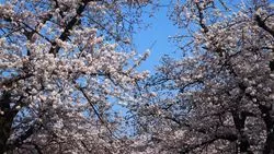 春の絶景♪今年の春は岐阜でリフレッシュしよう～