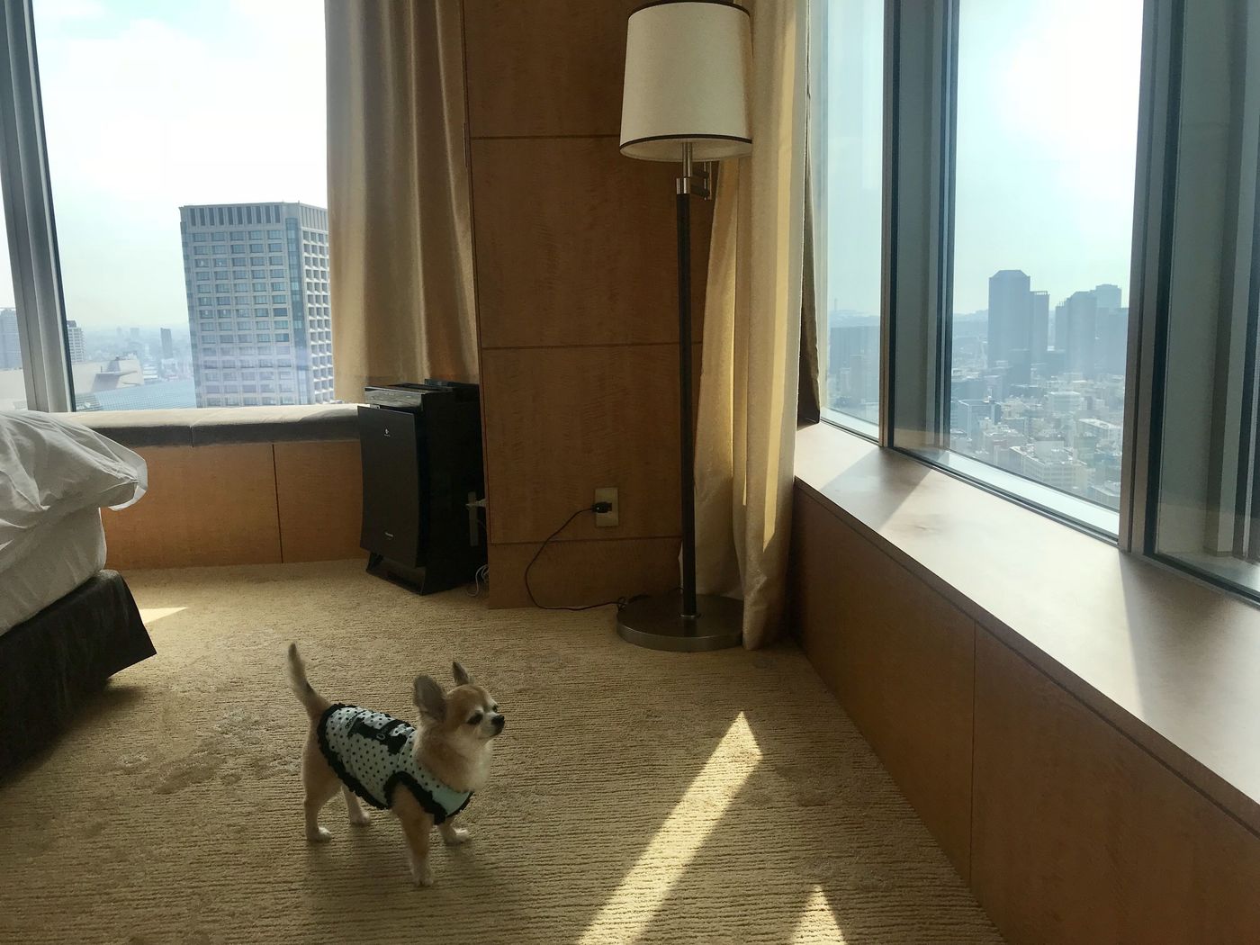 の画像
