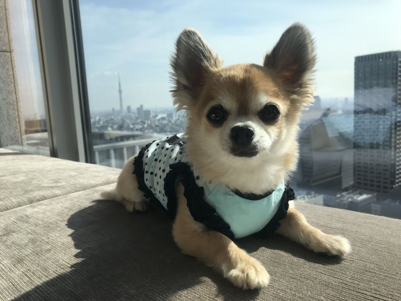 の画像