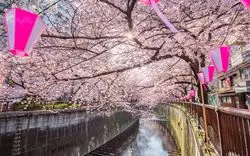 【中目黒桜まつり】アクセスを徹底解剖！駅・車のアクセスまとめ