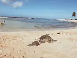 ハワイのカウアイ島は魅力がたくさん♡