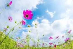 東京のコスモス名所5選！秋を感じる可憐な花をご紹介♡