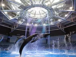 お台場周辺の水族館で癒されてみませんか？おすすめ5選