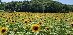 夏しか味わえない黄色の世界♡世羅高原農場「ひまわりまつり」に行ってみよう！
