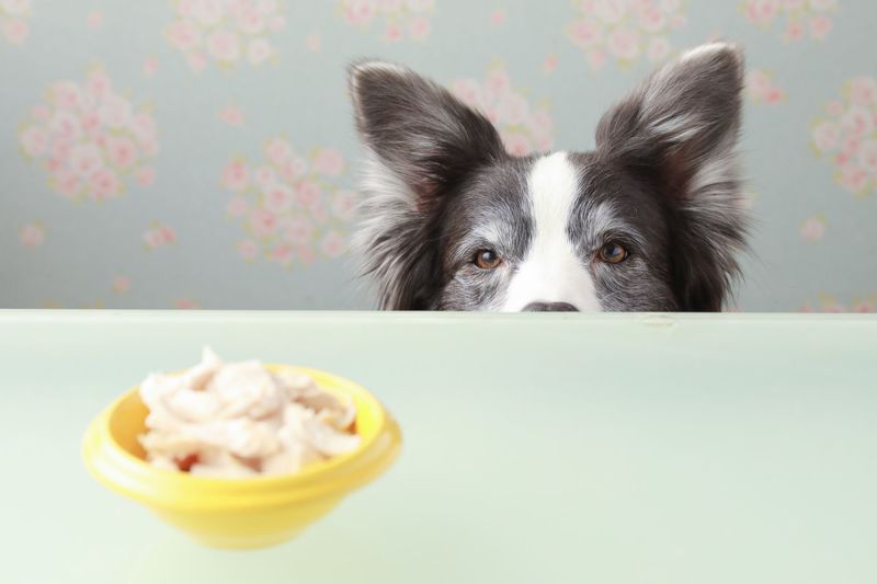 犬はささみを毎日食べてok おすすめ商品や与え方などレシピもご紹介 Aumo アウモ