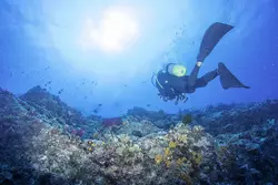 石垣島のスキューバダイビングスポット12選！絶景エリアや初心者向けのスポットを紹介