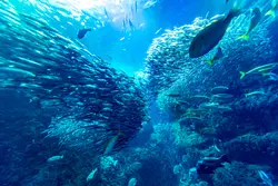 江ノ島のインスタ映えスポット！フォトジェニック観光マップ