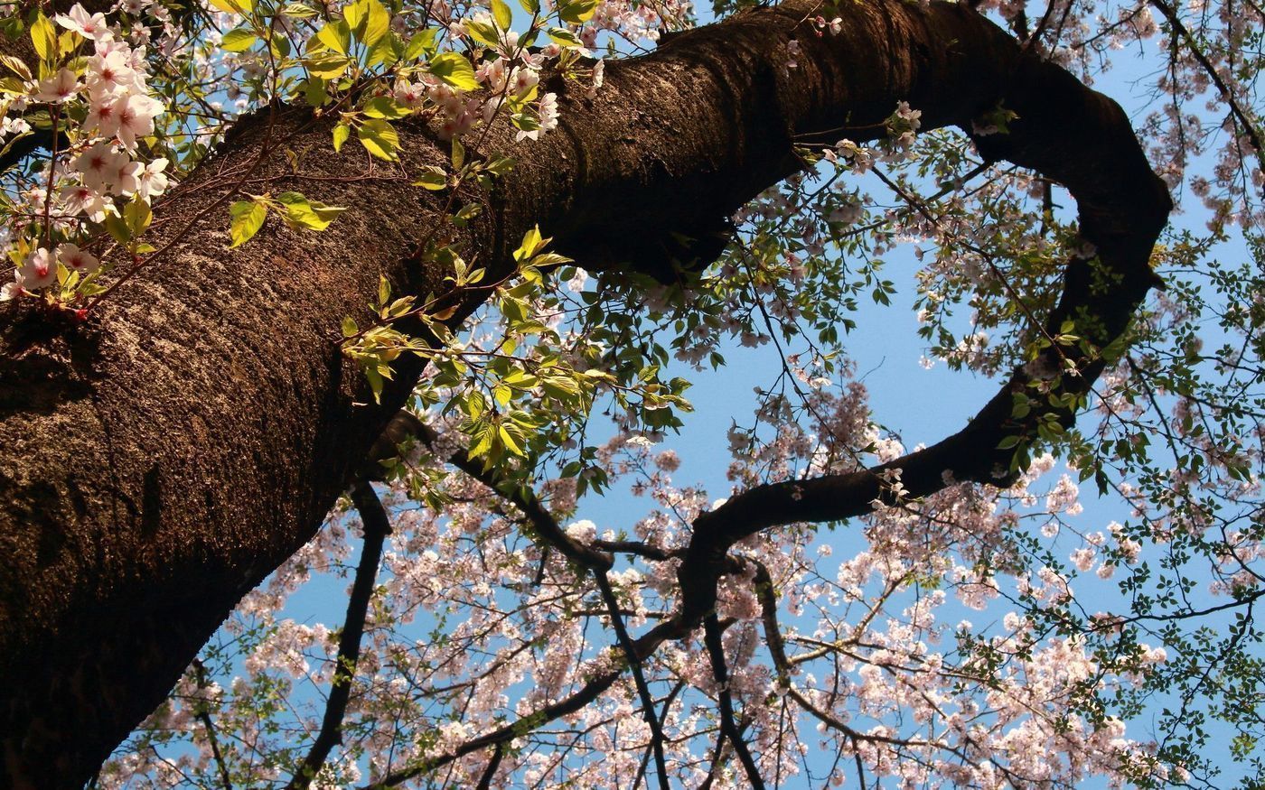 八王子は自然溢れる公園がたくさん！おすすめの公園10選♡の画像