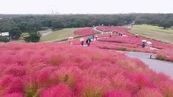 【ひたち海浜公園】可愛らしい赤いもふもふコキアの絶景を♡