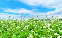 【信州・上田駅周辺】夏にぴったり！爽やかなそばを召し上がれ♪