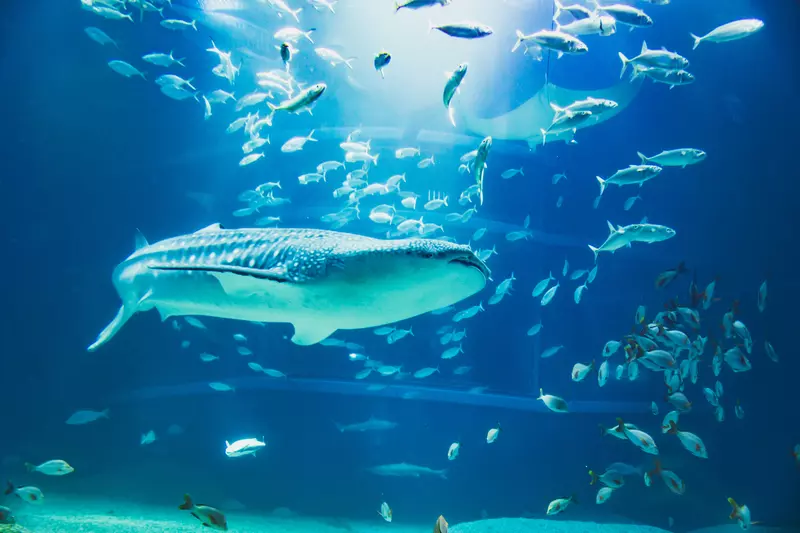 必見!海遊館で会いたい生き物たち 1枚目