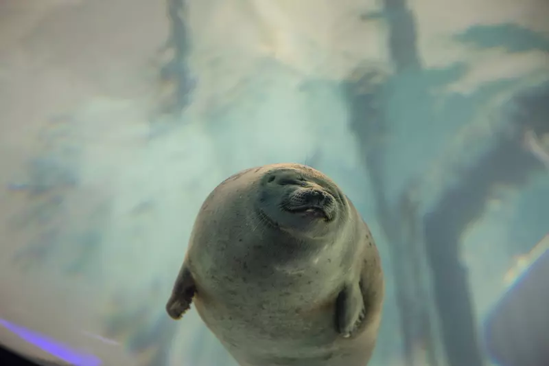必見!海遊館で会いたい生き物たち 2枚目