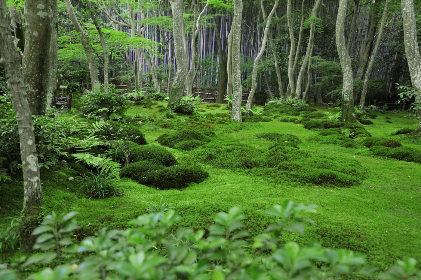 の画像