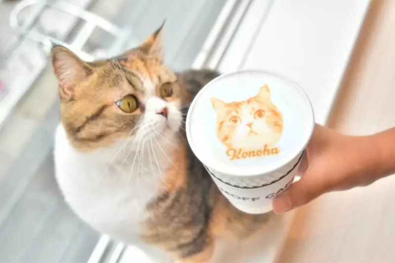 13. Cat Café MOFF 天王寺ミオ店｜のんびり過ごせる猫カフェ 1枚目