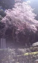 【とっておきの京都】