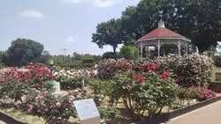 綺麗なバラがここに！前橋・敷島公園ばら園を楽しもう♪