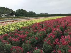 広〜い大地をドライブ♪北海道を観光しながら食の旅☆