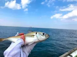 東京湾で究極の「黄金・生アジフライ」、食べてみたくないですか？